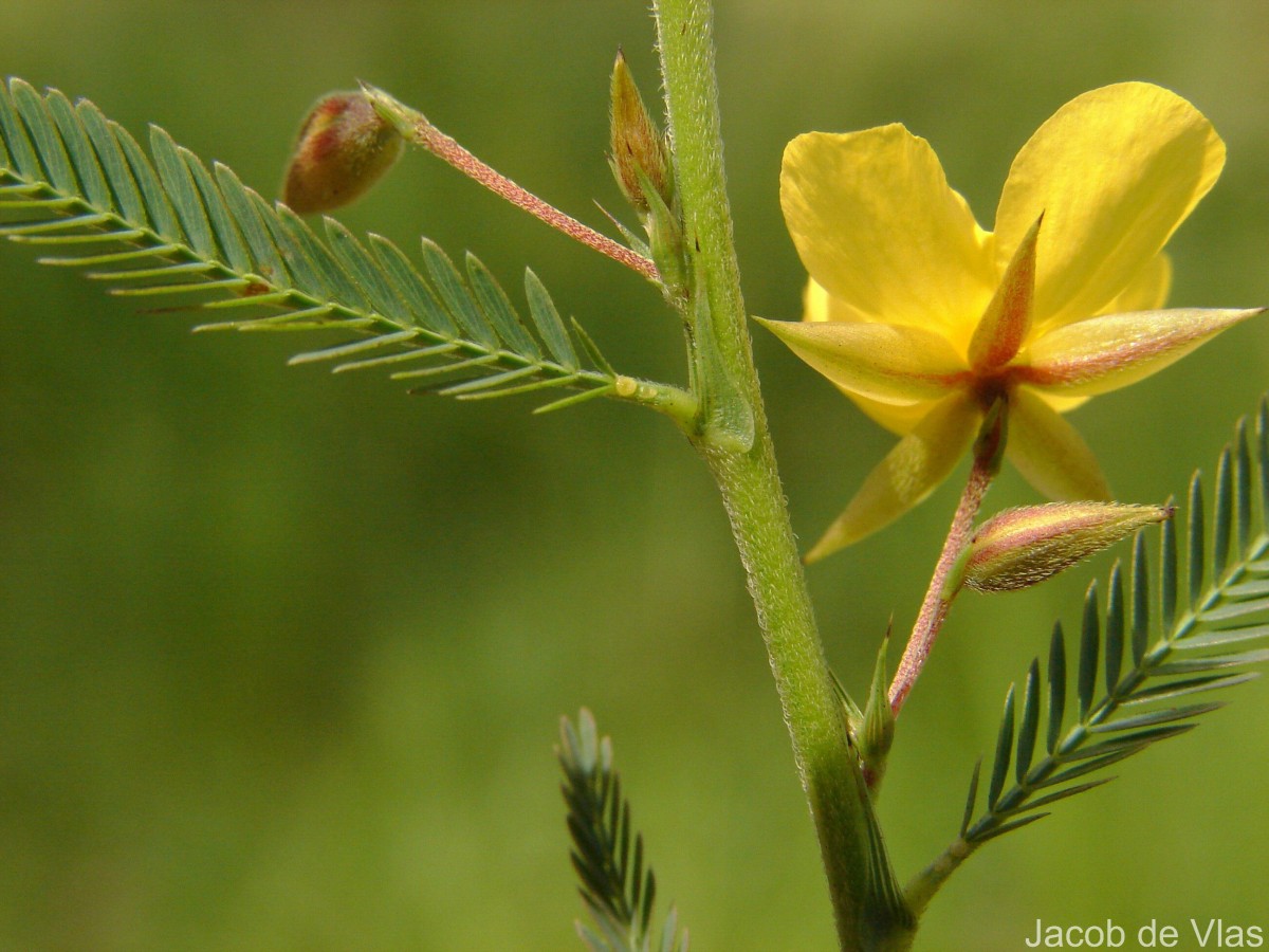 Chamaecrista mimosoides (L.) Greene
